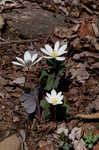 Bloodroot